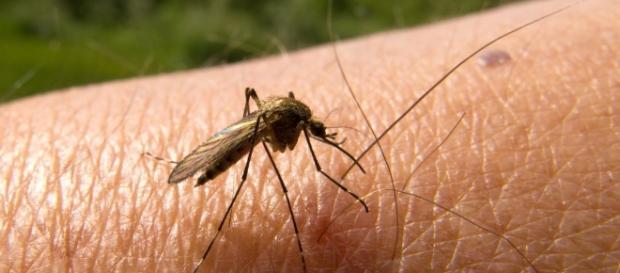 Malaria in Italia, primo caso autoctono dopo 30 anni Malaria in Italia, primo caso autoctono dopo 30 anni