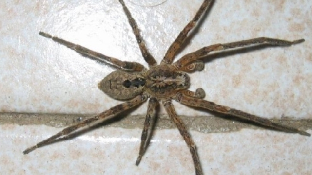 Ragno violino non &egrave; mortale no allarmismi
