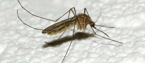 Mosquito Day”, la malaria esiste ed è ancora mortale - La Stampa - lastampa.it