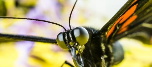 A news study discovered that insect vision is far clearer than previously thought. Image source: Pixabay A news study discovered that insect vision is far clearer than previously thought. Image source: Pixabay