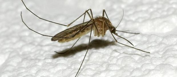 Mosquito Day”, la malaria esiste ed è ancora mortale - La Stampa - lastampa.it Mosquito Day”, la malaria esiste ed è ancora mortale - La Stampa - lastampa.it