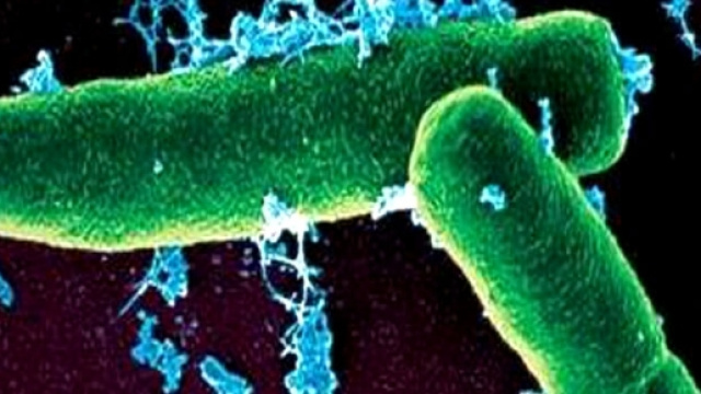 Malattie batteriche, ultime notizie da Roma