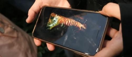 A full-grown tiger attacked a dog in an Atlanta neighborhood [Image: YouTube/Atlanta Journal-Constitution]