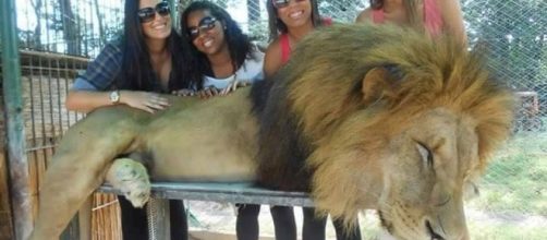 Turiste posano sorridenti accanto a un leone visibilmente stordito che in natura non si comporterebbe mai così. Foto: Facebook.
