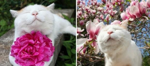 O costume de presentear com flores é muito antigo O costume de presentear com flores é muito antigo