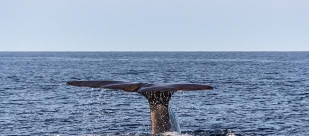 Solar storms responsible for northern lights also confuses the navigational skills of sperm whales. Image source: Pixabay Solar storms responsible for northern lights also confuses the navigational skills of sperm whales. Image source: Pixabay