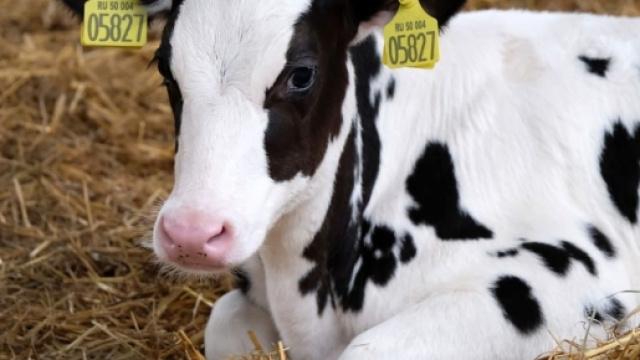 Allarme antrace a Roma, dopo le mucche due uomini contagiati