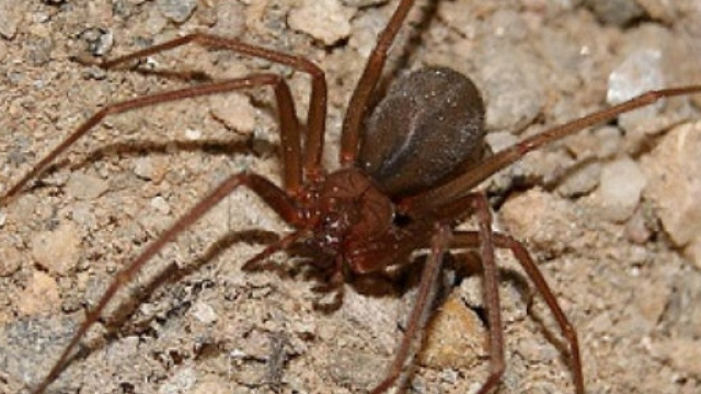 Il vero ragno violino e non quello mostrato da diverse testate giornalistiche, anche autorevoli