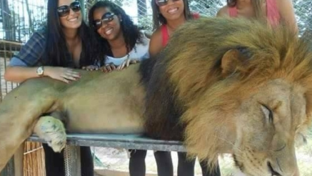 Turiste posano sorridenti accanto a un leone visibilmente stordito che in natura non si comporterebbe mai così. Foto: Facebook.