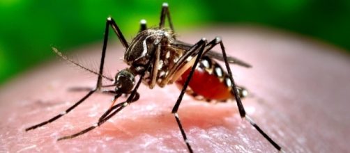Chikungunya: contagio ad Anzio, stop alle donazioni di sangue.