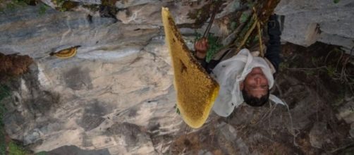 In Nepal c'è un miele allucinogeno così caro che i raccoglitori ... - businessinsider.com