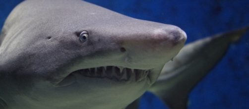 Researchers discovered some interesting social behaviors of sharks. Image source: Pixabay
