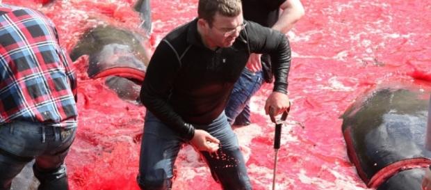 Grindadráp o la caza de ballenas piloto Grindadráp o la caza de ballenas piloto