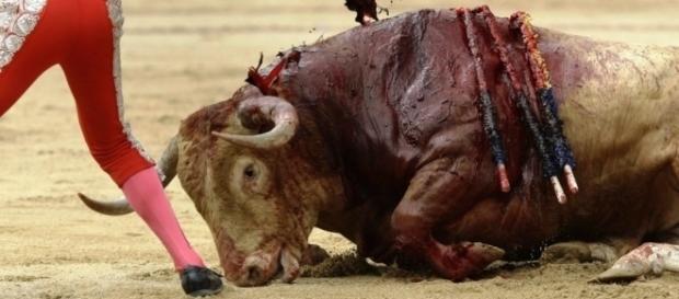 La corrida vista con gli occhi del toro. La corrida vista con gli occhi del toro.