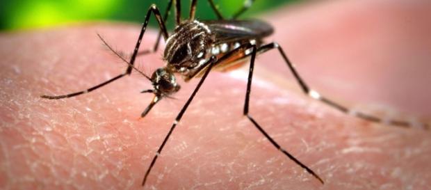 West Nile a Livorno provoca la meningite West Nile a Livorno provoca la meningite