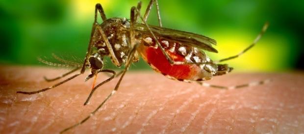 Zika virus. Treating cancer. Image via Pixabay. Zika virus. Treating cancer. Image via Pixabay.