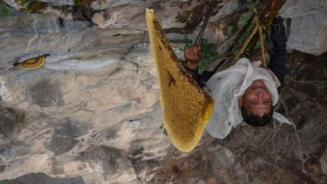 In Nepal c'&egrave; un miele allucinogeno cos&igrave; caro che i raccoglitori ... - businessinsider.com