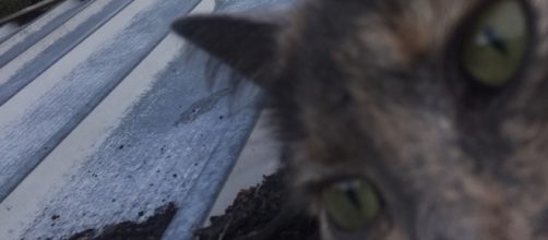 Grey Cat Selfie on Shed Roof - source Facebook