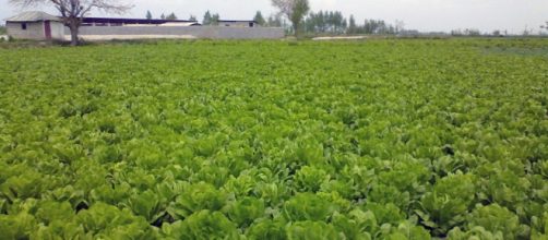 Lettuce field (Mehdi wikimedia commons)