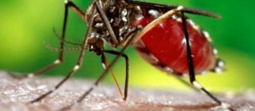 Virus Zika, altro caso di contagio in Italia