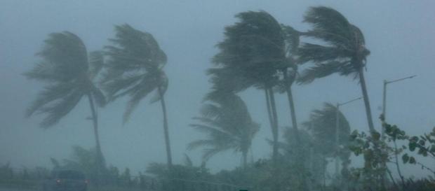 1053434-palm-trees-bend-in-the ... - liberation.fr 1053434-palm-trees-bend-in-the ... - liberation.fr