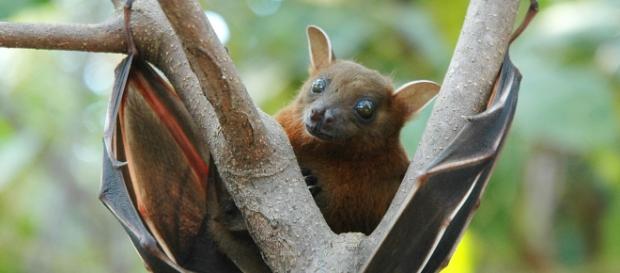 Lesser_short-nosed_fruit_bat_(Cynopterus_brachyotis) Image creative commons |wikimedia Lesser_short-nosed_fruit_bat_(Cynopterus_brachyotis) Image creative commons |wikimedia