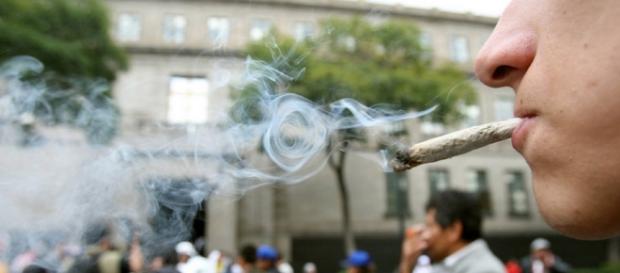 Marihuana legal, un sueño lejano. Marihuana legal, un sueño lejano.