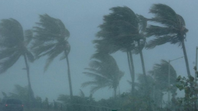 1053434-palm-trees-bend-in-the ... - liberation.fr