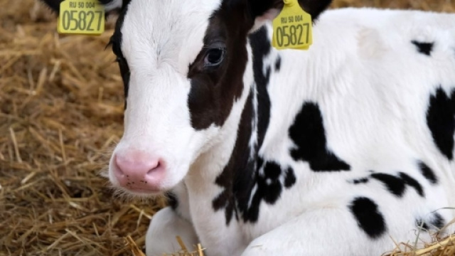 Antrace, torna la paura in Italia