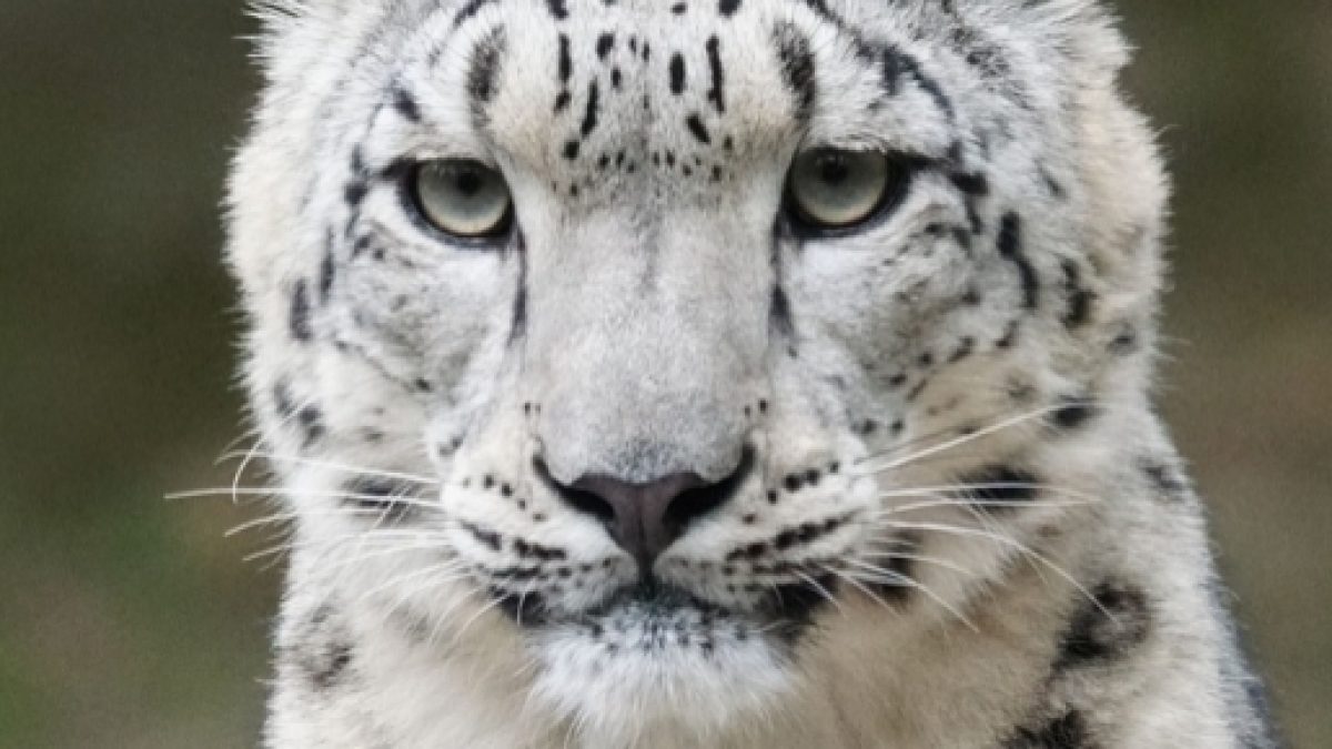 Snow Leopards removed from endangered species list