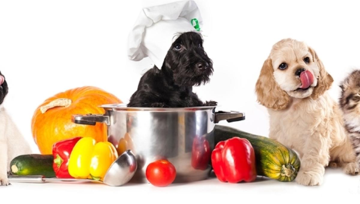 Alimentação pet natural clearance