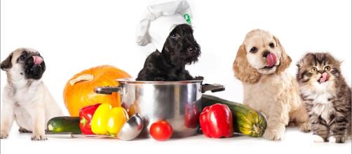 Alimentação natural para cães e gatos e seus benefícios