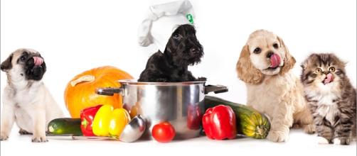 A alimentação natural além de trazer muitos beneficio para a saúde são deliciosas ao paladar do seu pet