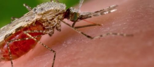 Malaria, il puntod ella situazione dell'Iss dopo la morte di una bambina