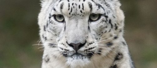 The majestic snow leopard has been removed from he endangered species list. Photo by Pixel-mixer via pixelbay.com
