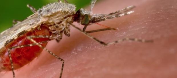 Malaria, il puntod ella situazione dell'Iss dopo la morte di una bambina Malaria, il puntod ella situazione dell'Iss dopo la morte di una bambina