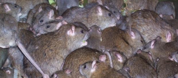 Mordidas de ratos deixaram garota francesa gravemente ferida Mordidas de ratos deixaram garota francesa gravemente ferida