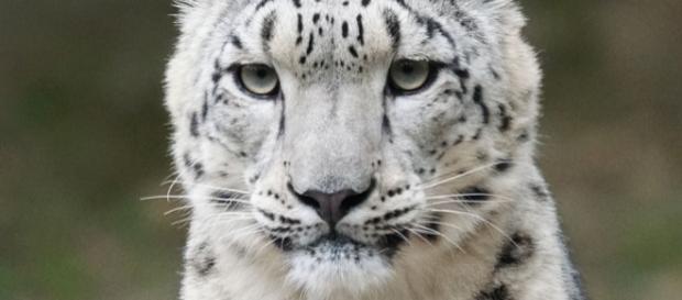 The majestic snow leopard has been removed from he endangered species list. Photo by Pixel-mixer via pixelbay.com The majestic snow leopard has been removed from he endangered species list. Photo by Pixel-mixer via pixelbay.com
