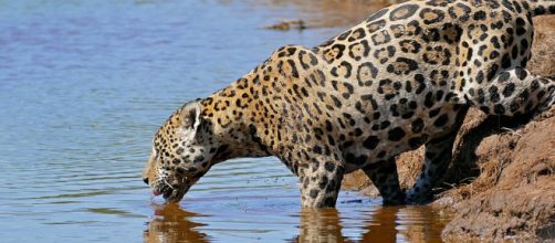 The jaguar, an endangered species, in Rio Bravo. - [Image credit – Bernard DUPONT / Wikimedia Commons]