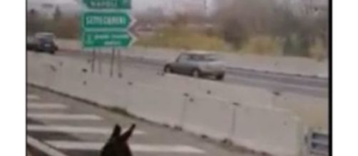 Un asino blocca il traffico sull'A24