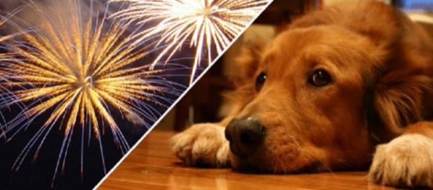 Lei que só permite fogos de artifício silenciosos beneficia cães (Foto: Reprodução) Lei que só permite fogos de artifício silenciosos beneficia cães (Foto: Reprodução)