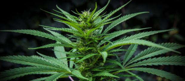 Marijuana plant (Image credit – Marcobeltrametti, Wikimedia Commons) Marijuana plant (Image credit – Marcobeltrametti, Wikimedia Commons)