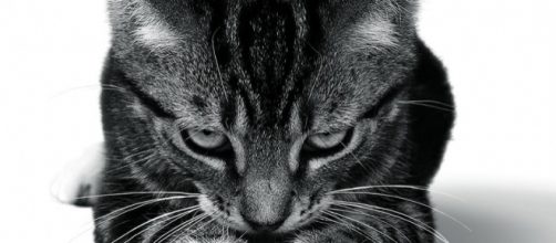 Il gatto, animale affascinante e misterioso