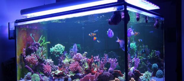 Existen muchos tipos de peceras para armar un acuario a tu gusto Existen muchos tipos de peceras para armar un acuario a tu gusto