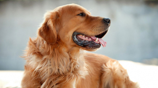 Foto di cani: le 10 razze pi&ugrave; popolari (l'avreste mai detto ... - natifly.com