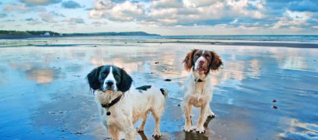 Dogs on a beach -- Ray Collister/Flickr Dogs on a beach -- Ray Collister/Flickr