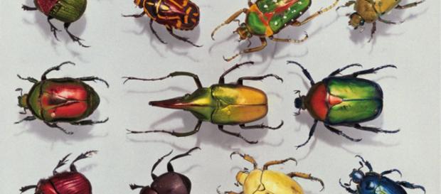Los insectos faraónicos. - com.es Los insectos faraónicos. - com.es