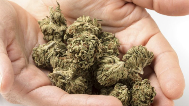 Cannabis terapeutica: l'Italia aumenta la produzione - cannabistraininguniversity.com