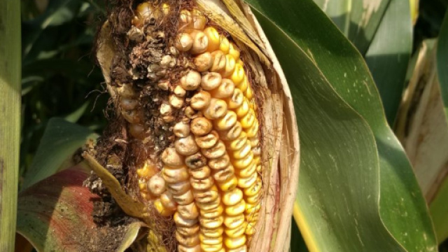 Micotossine in aumento a causa dell'innalzamento delle temperature