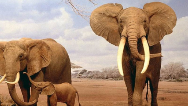 Stop al commercio d'Avorio cinese